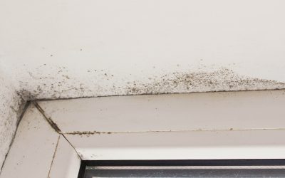 4 Signs of Mold Growing In Your Home